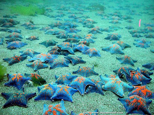 Asterina pectinifera en groupe