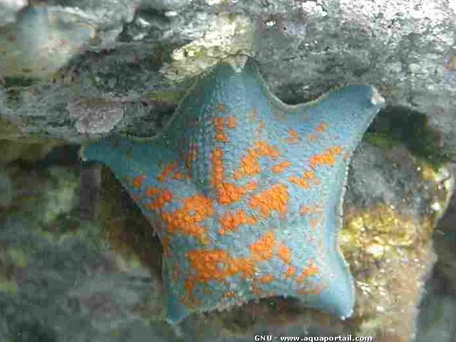 Asterina (Patiria) pectinifera