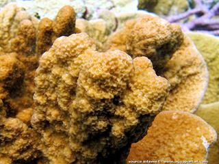 Montipora foveolata, forme brun ple