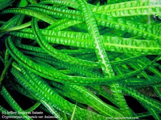 Cryptocoryne balansae