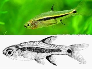 Boraras urophthalmoides, dessin noir et blanc pour montrer les points d'exclamation