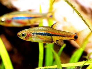 Un mle Boraras urophthalmoides