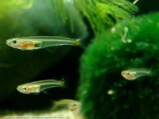 Neostethus (especie Neostethus lankesteri)