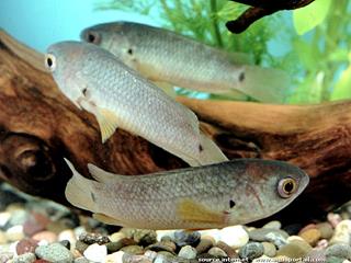 La perche grimpeuse Anabas testudineus en groupe