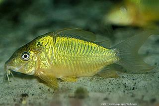 forme meraude de Corydoras (Brochis) splendens