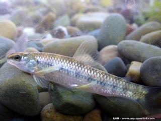 Ejemplar ms claro de Apareiodon affinis