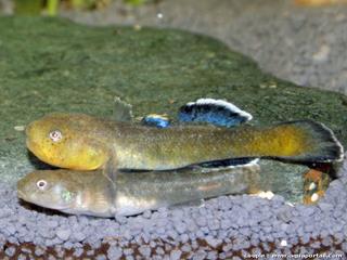 Couple de gobies du dsert, Chlamydogobius eremius