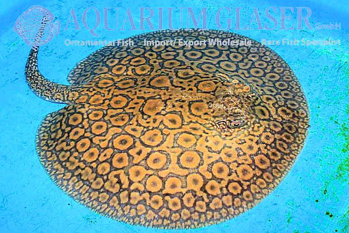 Potamotrygon sp mozaico