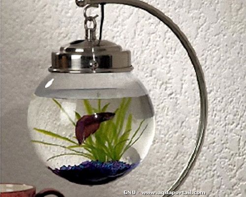 Aquarium boule : définition et explications