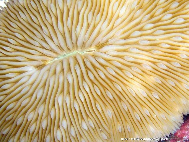 Fungia scutaria, detalle del centro del coral hongo