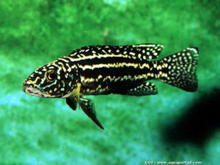 Forma oscura (negra) de Lepidiolamprologus nkambae