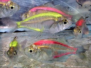 Un groupe de Chanda ranga modifis en rose et jaune