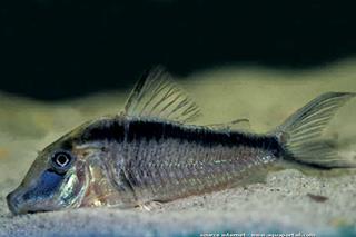 Corydoras narcissus  long-nez