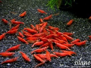 Groupe crevettes Neocaridina davidi Red Sakura