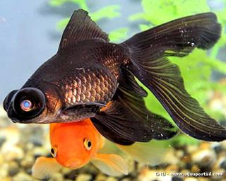 Poisson rouge Blackmoor