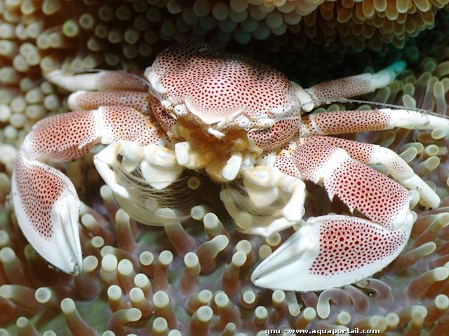 Neopetrolisthes maculatus, forme rouge