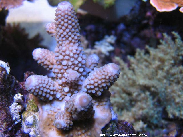 bouture d'Acropora humilis