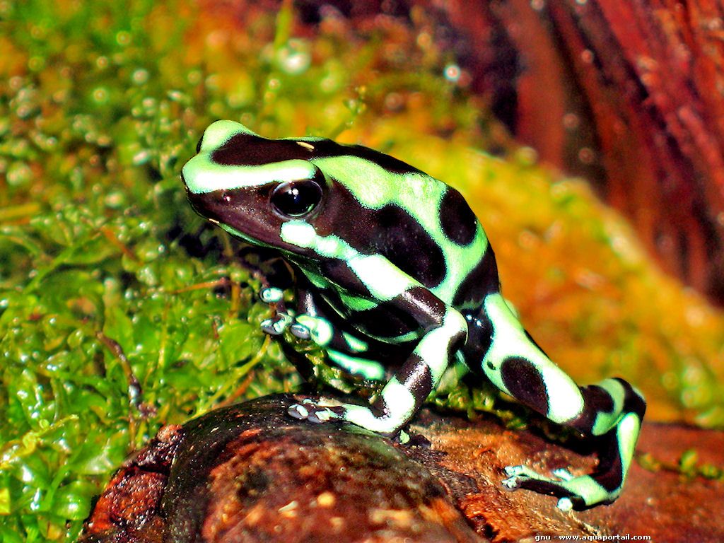 dendrobates auratus de couleur verte