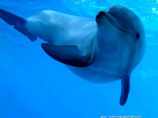 Une toxine naturelle tue des dauphins et lions de mer