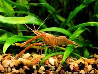 Une crevette  pinces rouges Macrobachium assamensis