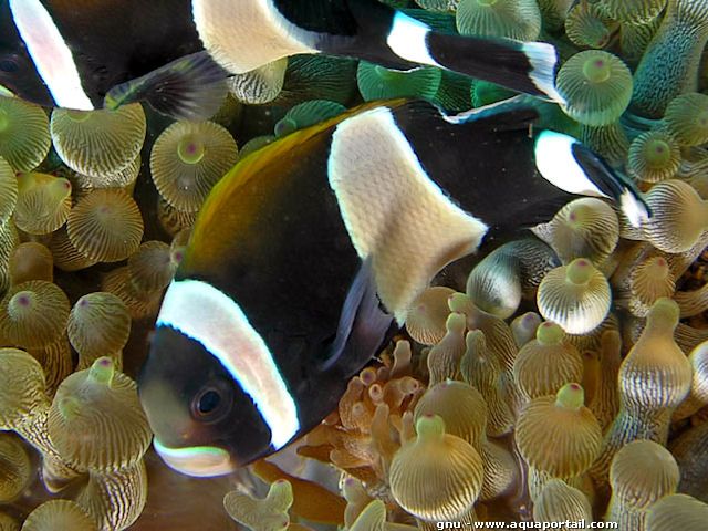 Amphiprion latezonatus g