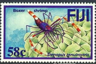 Stenopus tenuirostris sur un timbre