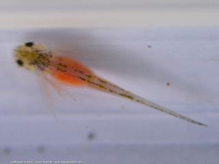Una larva de ajolote