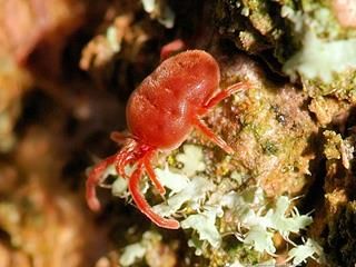 Aotat acarien Trombidium holosericeum