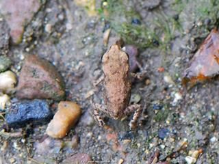 Carpelet : un bb crapaud