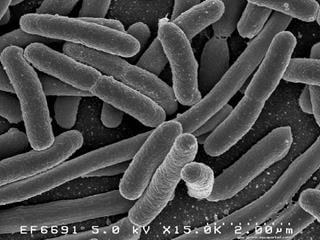 Groupe de bactries E. coli au microscope