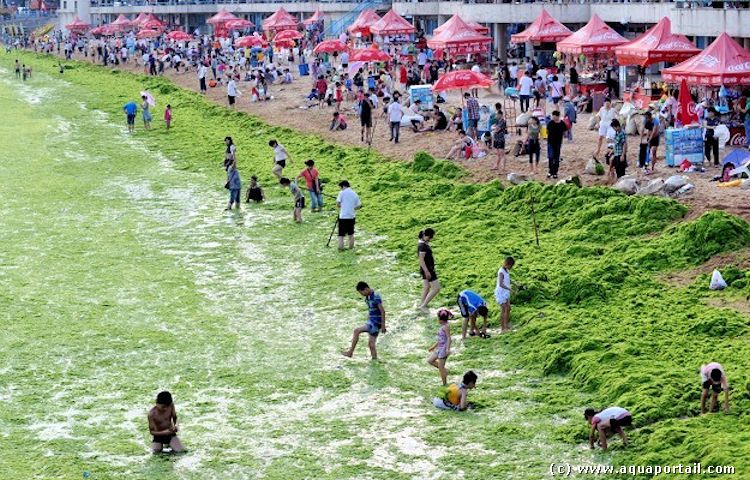 Marée verte sur la plage : les algues nous assiègent