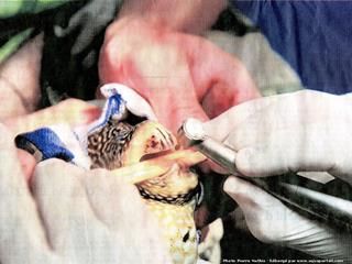 Un poisson ballon opr chez un dentiste