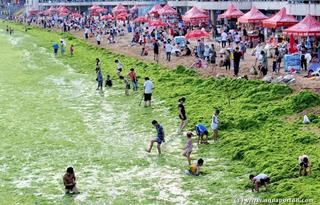 Plage de la Mer Jaune envahie par les algues vertes