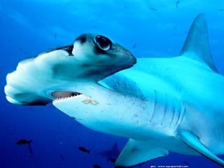 Un requin-marteau dans l'eau