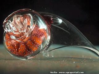 Un Bernard l'ermite en coquille de verre