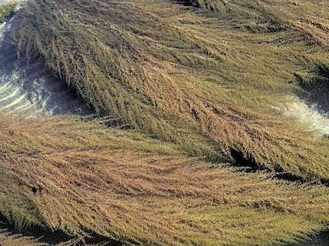 Les algues jaunes polluent des plages de Martinique