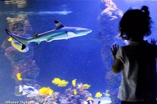 L'Aquarium de Monaco accueille 6 nouveaux requins