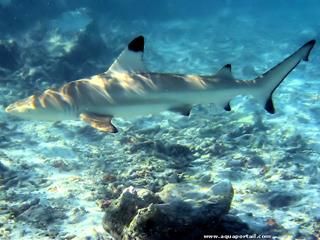 Un requin  pointes-noires