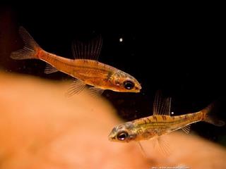 Couple d'Odontocharacidium aphanes (mle et femelle)