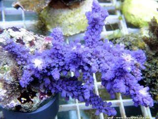 Une bouture de corail Acropora