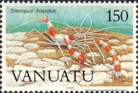 timbre avec la crevette Stenopus hispidus