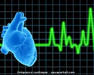 frquence cardiaque