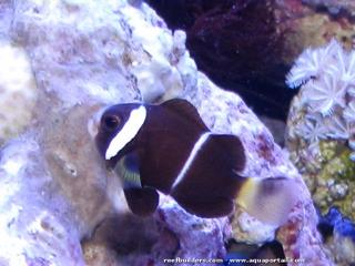 poisson-clown Amphiprion mccullochi juvnile ORA