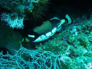 Balistoides conspicillum en milieu naturel