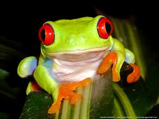rainette aux yeux rouges Agalychnis callidryas en vue de face