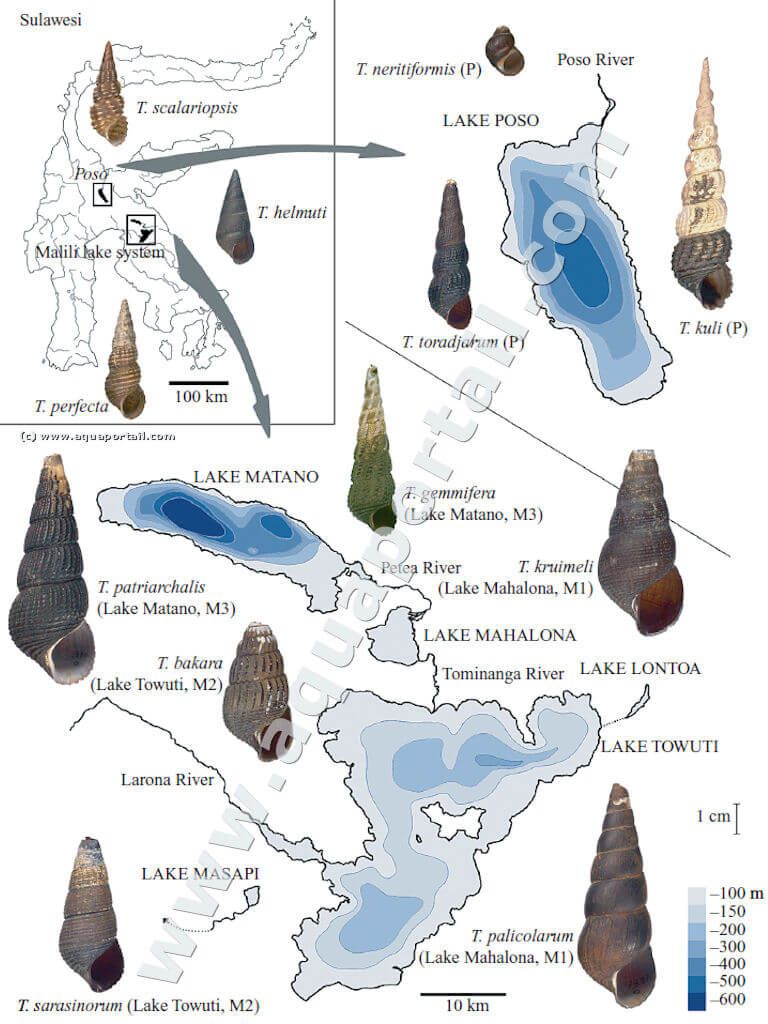 genre Tylomelania et répartition géographique à Sulawesi