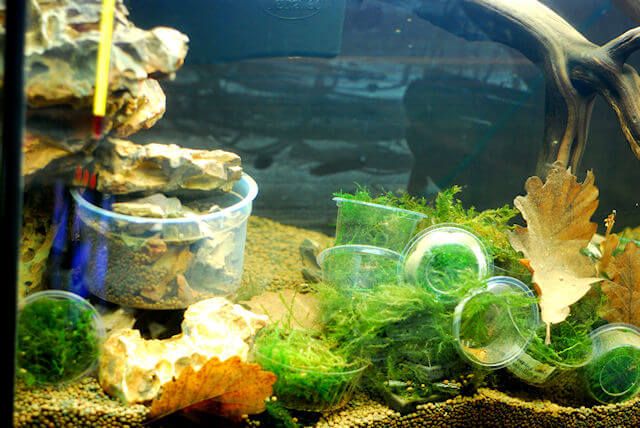 aquarium en vrac
