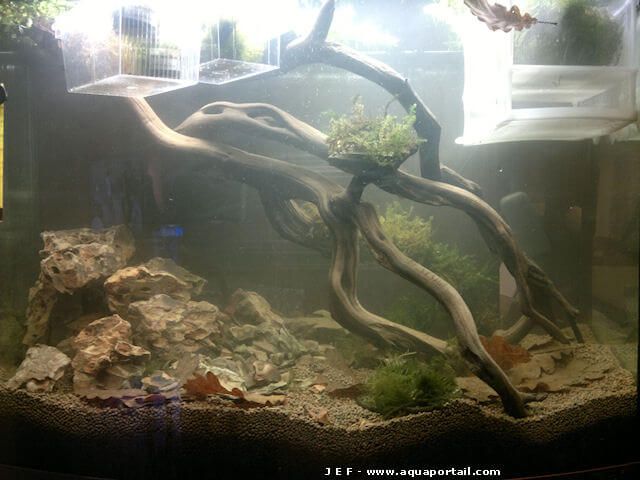 aqurium tetra et son aquascape