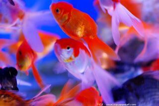 nombreux poissons rouges dans le mme aquarium
