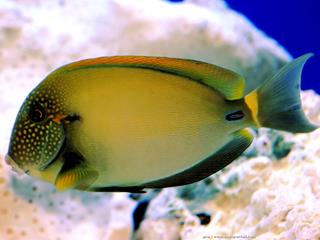 poisson chirurgien Acanthurus maculiceps adulte